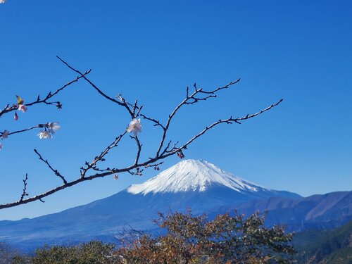 富士山と冬のさくら。大野山山頂にて.jpg