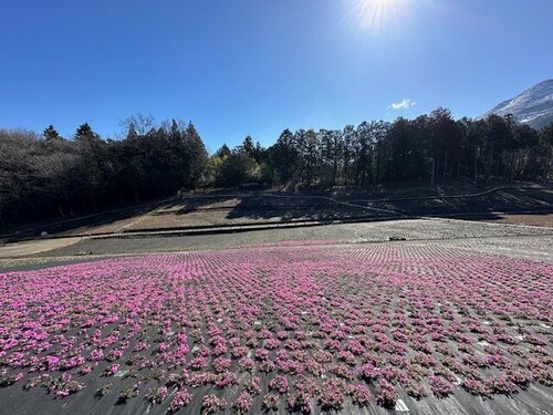 7.芝桜と青空.jpg