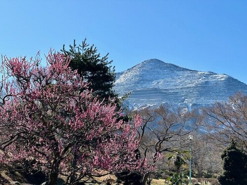 ３.武甲山と梅.jpgのサムネイル画像