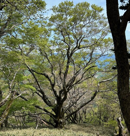 7.南登山道のブナ.jpg