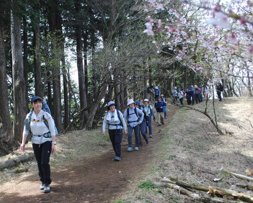 小野直子ガイドと参加者が山桜を眺めつつ歩く＝24年4月20日撮影.jpg