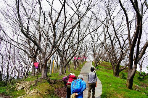 １６、塔の峰千本桜.JPG