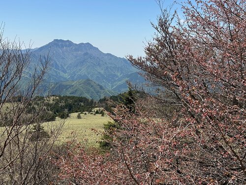 1.イスヅチザクラと石鎚山.jpg