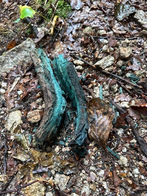 6.黒部の緑青腐菌の枝.jpg