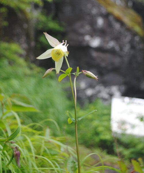 オダマキの花が一輪咲いていた＝２０２４年６月２９日.jpg