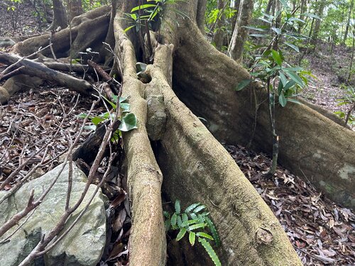 オキナワウラジロガシ、板根が発達している.jpg