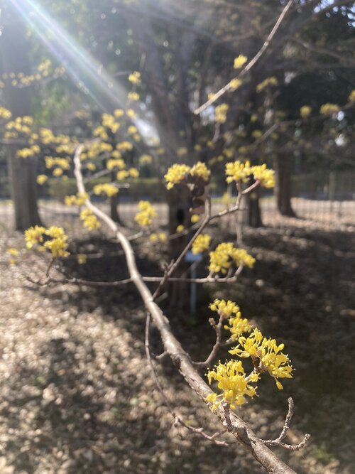 写真26、サンシュユ.jpeg