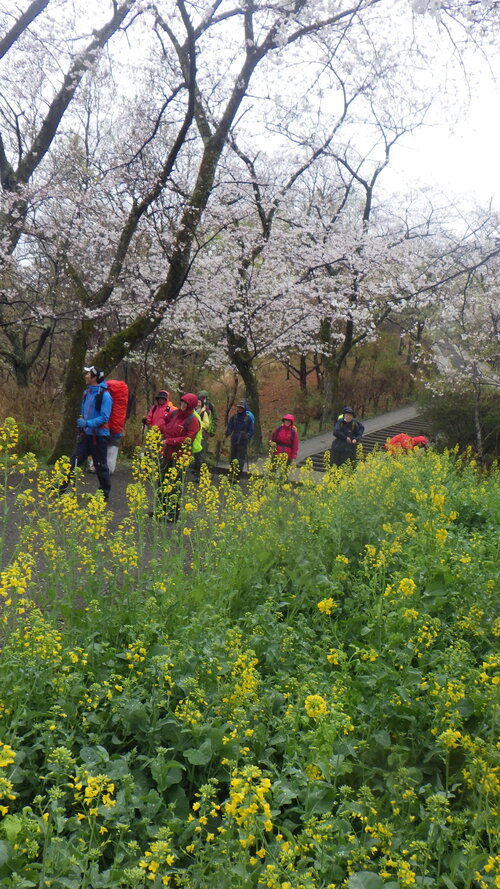 菜の花と桜の咲く道を歩む.jpg