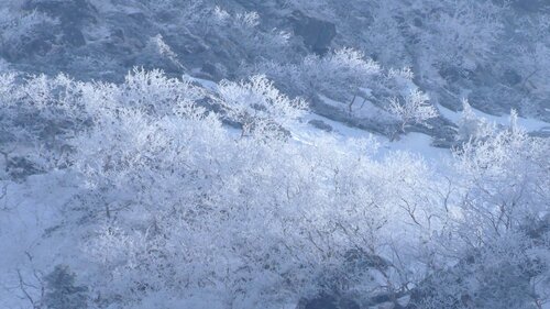 １２．稜線近くの霧氷.JPG