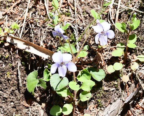 登山道にはスミレの花が咲いていた.jpg