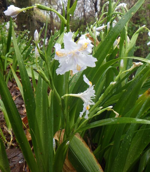 シャガの花が咲いていた.jpg