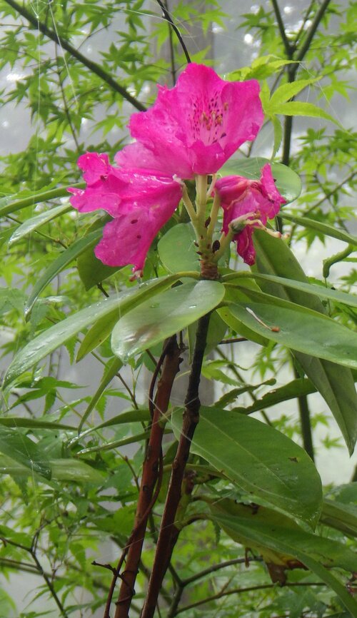 鮮やかなシャクナゲの花.jpg