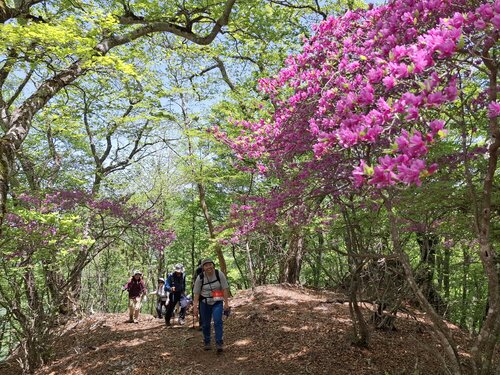 トウゴクミツバツツジの咲く登山道を歩く.jpg