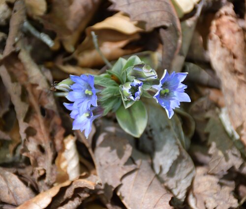 リンドウの花が咲いていた.jpg