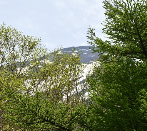 木々の間から富士山山頂付近が見えた.jpg