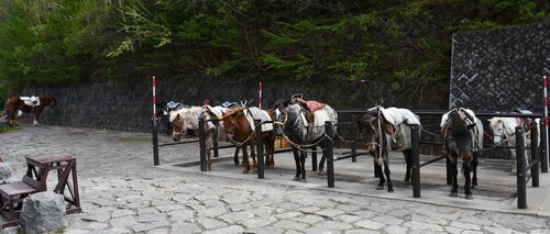 開山を待つスバルライン５合目の馬たち(6月６日).jpg
