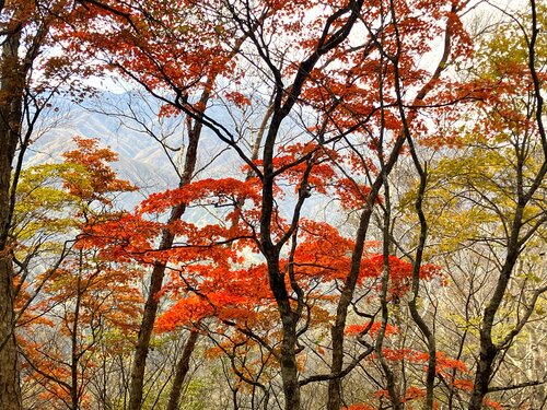 028標高を下げてくると紅葉が鮮やかに.jpg
