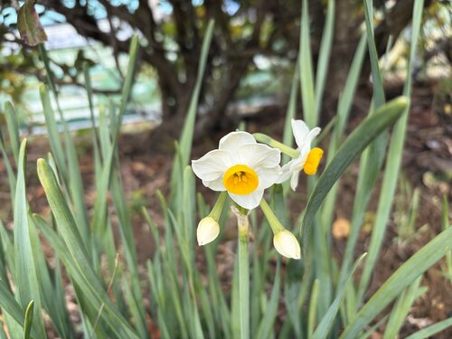 13.少し咲いていた水仙.jpg