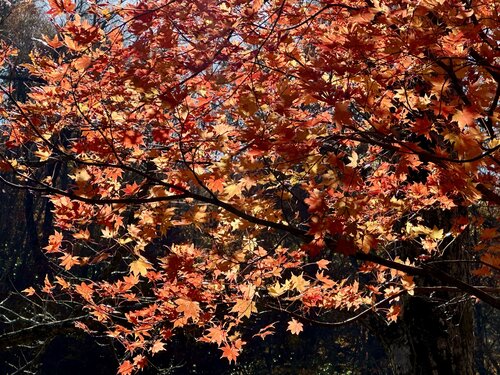 7、素晴らしい紅葉①.jpeg
