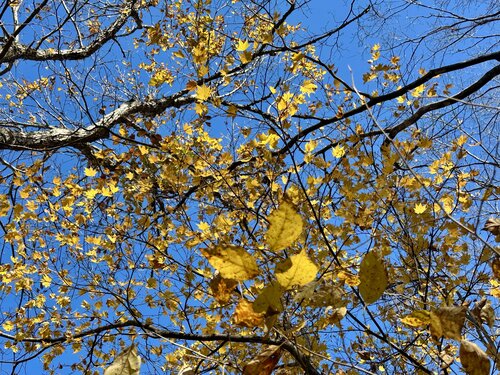 10、青空と黄葉.jpeg